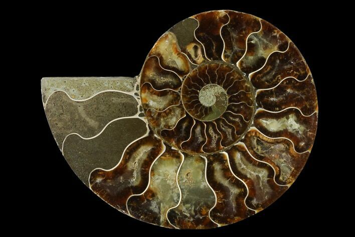 Agatized Ammonite Fossil (Half) - Madagascar #139670